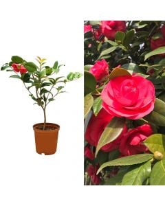 Camelia v.19 h.80