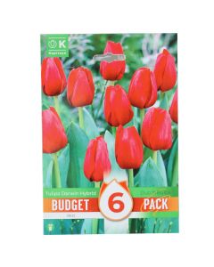 Bulbs, promotion budget pack, tulip darwin hybrid red , 6 pc/pack