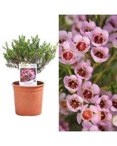 Chamelaucium uncinatum, waxflower v.15 h.40