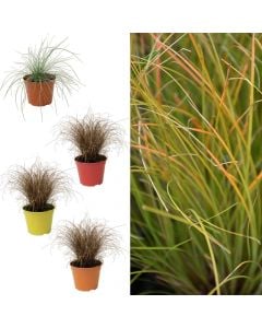 Bar dekorativ mix, carex, festuca v.15