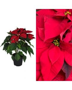 Poinsettia, lule Krishtlindje v.14  h.30-35